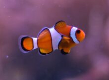 nemo fish species